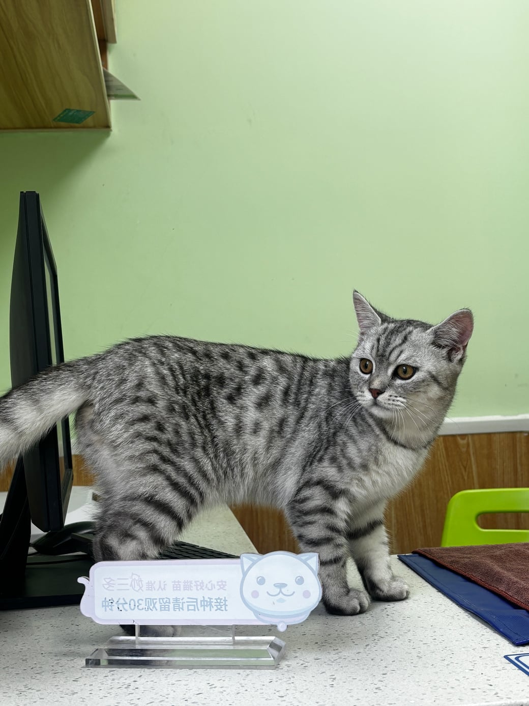 Original photo of a silver tabby cat standing on a counter