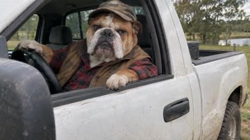 Camo bulldog remake
