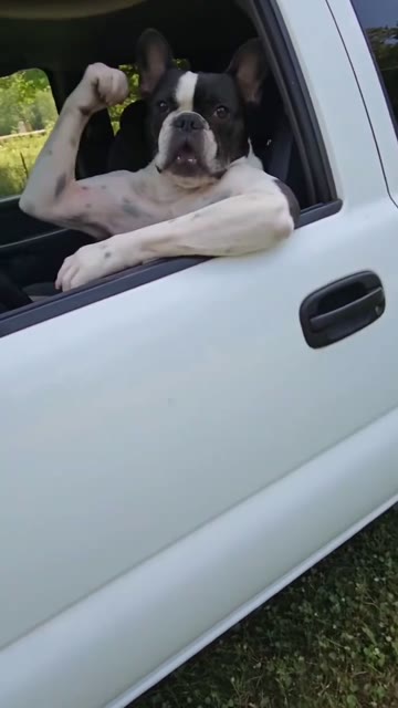 French bulldog remake