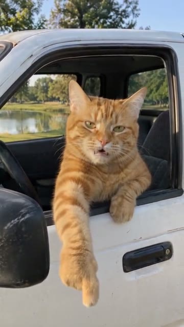 Orange cat · full scene